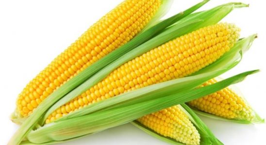 Pěstujeme kukuřici 1