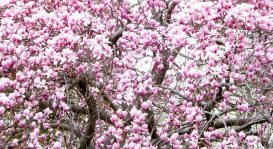 Pěstujte krásnou magnólii, poradíme, jak na to 1