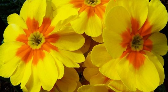 Prvosenka jarní pro radost a zdraví 3