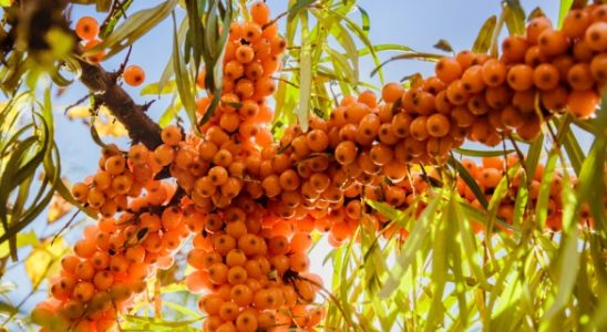 Rakytník řešetlákový – posiluje obranyschopnost i odolnost vůči stresu 7