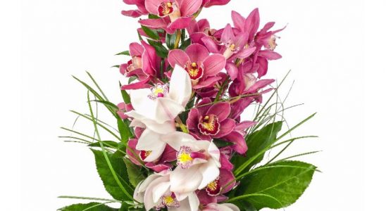 Jak pečovat o orchidej, když kvete 9