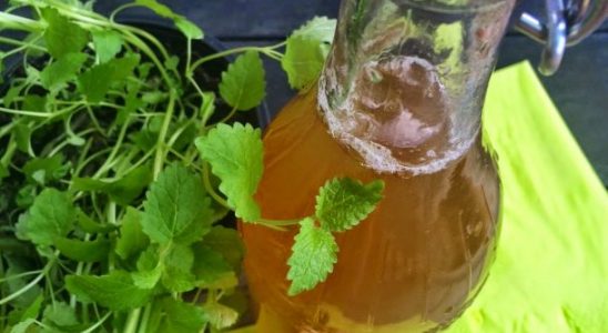 Připravte si domácí jitrocelový sirup 2