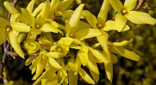 Zlatice není zlatý déšť 7