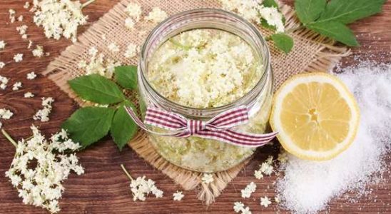 Připravte si chutný bezový sirup 1