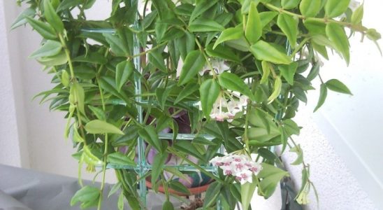 Pokojové rostliny: Představujeme 8 nejzvláštnějších druhů 7