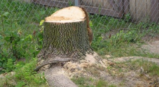 Likvidace pařezů – mechanicky, chemicky nebo biologicky? 7