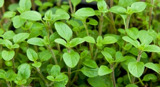 Majoránka pro zdraví! 5 důvodů, proč se vyplatí pěstovat 1