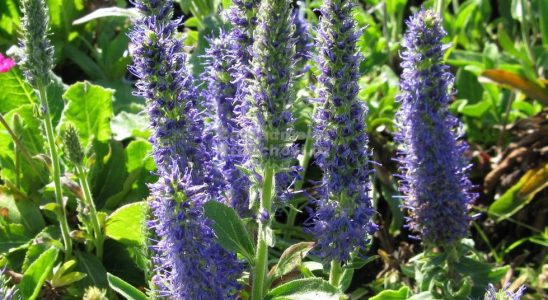 Dopřejte si krásu Veroniky i ve vaší zahradě 1