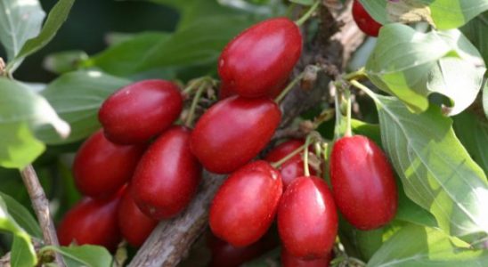 Dřín - pěstování dřínu 1