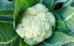 Květák - pěstování, tipy pro zahrádkáře 29