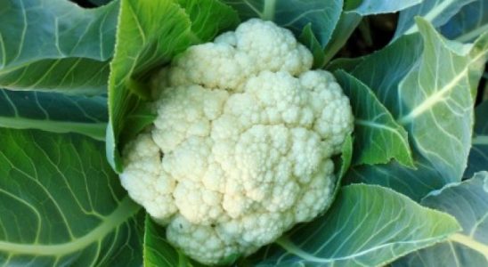 Květák - pěstování, tipy pro zahrádkáře 1