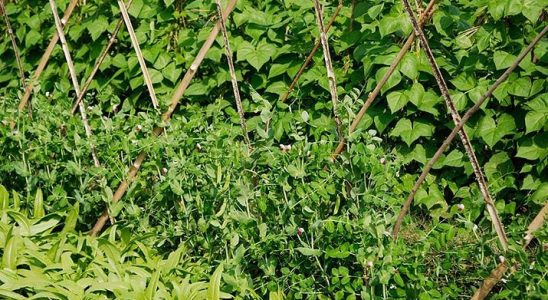 Jak správně pěstovat hrách 1