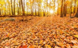 Už nikdy nesbírejte podzimní listí z vaší zahrady, musí zůstat tam, kde je 27