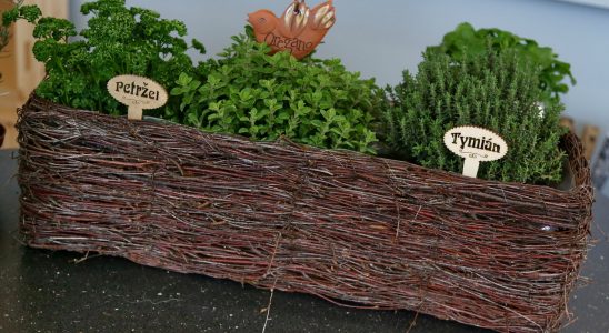 Kam rozmístit bylinky v kuchyni 5