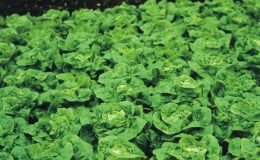 Jak správně pěstovat salát 25