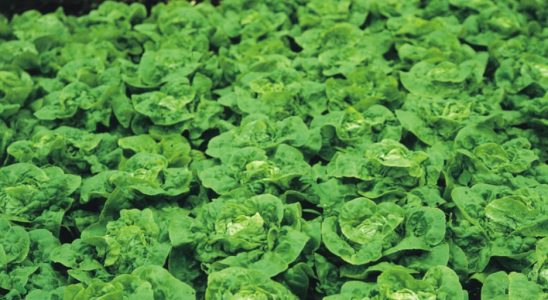 Jak správně pěstovat salát 1