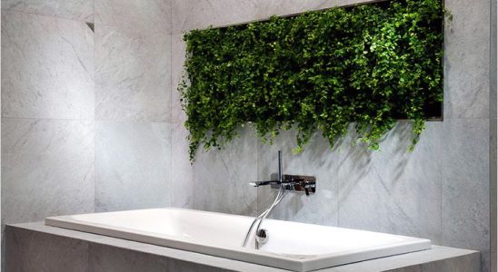 Rostliny v koupelně 4