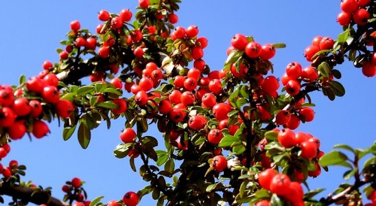 Jak pěstovat rakytník 1