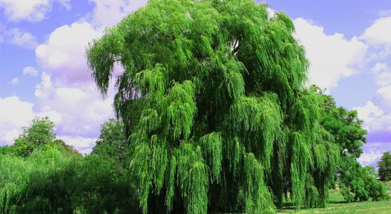 Tento strom by si měl v roce 2019 zasadit každý z vás 2