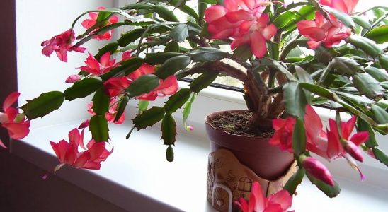 Těšte se z krásy vánočního kaktusu 1