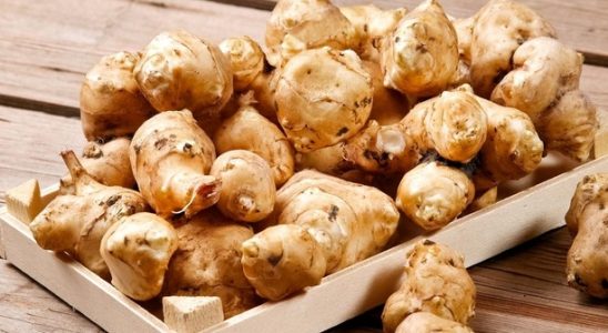 Pěstovat topinambury se opravdu vyplatí 1