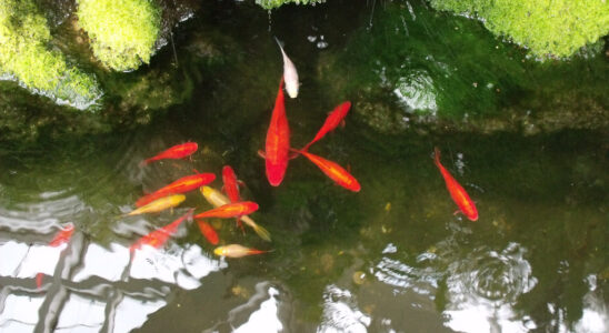 Kolik rybiček do jezírka? 10