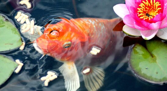 Jak na čistou vodu v jezírku? 10