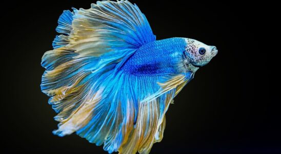 Jak dlouho vydrží rybičky bez vzduchu? 9