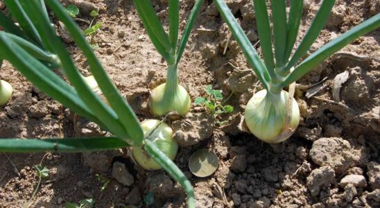 Jak často se zalévá cibule? 7