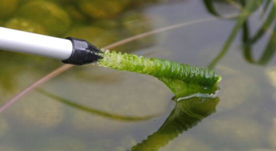 Jak často čistit jezírko? 5