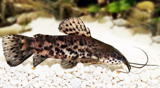 Jaké ryby nepotřebuji vzduchování? 3