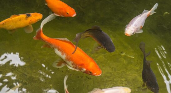 Proč ryby v jezírku lapají po vzduchu? 3