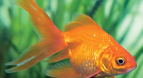 Jaké ryby do jezírka bez filtrace? 7